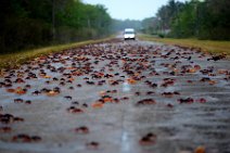 20160417_165405_HELLOWEEN_CRAB_migration_near_PLAYA_LARGA_Cuba_2