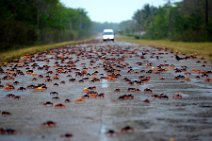 20160417_165407_HELLOWEEN_CRAB_migration_near_PLAYA_LARGA_Cuba