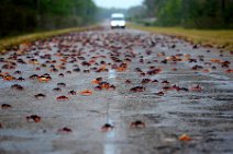 20160417_165410_HELLOWEEN_CRAB_migration_near_PLAYA_LARGA_Cuba