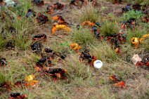 20160417_165441_HELLOWEEN_CRAB_migration_near_PLAYA_LARGA_Cuba