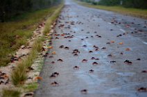 20160417_165453_HELLOWEEN_CRAB_migration_near_PLAYA_LARGA_Cuba