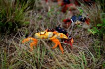 20160417_165500_HELLOWEEN_CRAB_migration_near_PLAYA_LARGA_Cuba