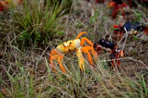 20160417_165501_HELLOWEEN_CRAB_migration_near_PLAYA_LARGA_Cuba