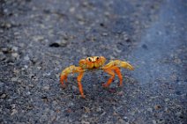 20160417_165534_HELLOWEEN_CRAB_near_PLAYA_LARGA_Cuba