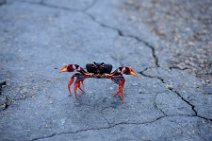 20160417_165541_HELLOWEEN_CRAB_near_PLAYA_LARGA_Cuba