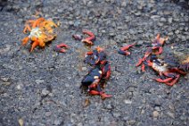 20160417_165548_HELLOWEEN_CRAB_migration_near_PLAYA_LARGA_Cuba