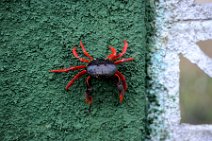 20160417_165645_HELLOWEEN_CRAB_near_PLAYA_LARGA_Cuba