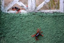 20160417_165728_HELLOWEEN_CRAB_migration_near_PLAYA_LARGA_Cuba