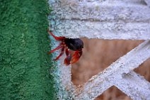 20160417_165820_HELLOWEEN_CRAB_near_PLAYA_LARGA_Cuba