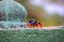 20160417_165836_HELLOWEEN_CRAB_near_PLAYA_LARGA_Cuba