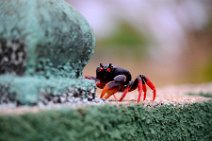 20160417_165842_HELLOWEEN_CRAB_near_PLAYA_LARGA_Cuba