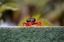 20160417_165904_HELLOWEEN_CRAB_near_PLAYA_LARGA_Cuba