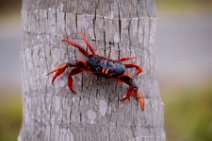 20160417_165924_HELLOWEEN_CRAB_near_PLAYA_LARGA_Cuba