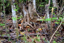 20160417_181009_HELLOWEEN_CRAB_migration_near_PLAYA_LARGA_Cuba