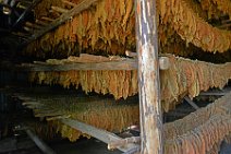 20160407_121716_tobacco_leaves_drying_on_a_tobacco_farm_near_PINAR_DEL_RIO_Cuba