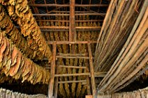 20160407_121733_tobacco_leaves_drying_on_a_tobacco_farm_near_PINAR_DEL_RIO_Cuba