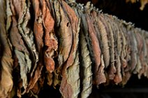 20160407_121802_tobacco_leaves_drying_on_a_tobacco_farm_near_PINAR_DEL_RIO_Cuba