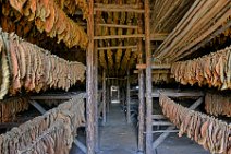 20160407_121841_tobacco_leaves_drying_on_a_tobacco_farm_near_PINAR_DEL_RIO_Cuba