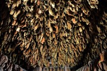 20160407_122011_tobacco_leaves_drying_on_a_tobacco_farm_near_PINAR_DEL_RIO_Cuba