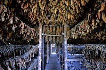 20160407_122021_tobacco_leaves_drying_on_a_tobacco_farm_near_PINAR_DEL_RIO_Cuba