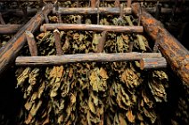 20160407_122116_tobacco_leaves_drying_on_a_tobacco_farm_near_PINAR_DEL_RIO_Cuba