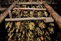 20160407_122116_tobacco_leaves_drying_on_a_tobacco_farm_near_PINAR_DEL_RIO_Cuba