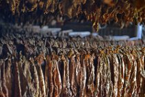 20160407_122242_tobacco_leaves_drying_on_a_tobacco_farm_near_PINAR_DEL_RIO_Cuba