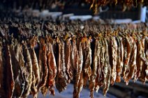 20160407_122247_tobacco_leaves_drying_on_a_tobacco_farm_near_PINAR_DEL_RIO_Cuba