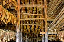 20160407_122336_tobacco_leaves_drying_on_a_tobacco_farm_near_PINAR_DEL_RIO_Cuba