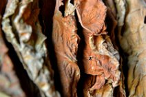 20160407_122355_tobacco_leaves_drying_on_a_tobacco_farm_near_PINAR_DEL_RIO_Cuba