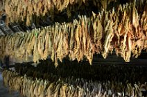 20160406_133853_tobaco_leaves_drying_VINALES_VALLEY_Cuba