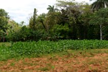 20160406_134030_tobaco_plantation_VINALES_VALLEY_Cuba