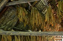20160406_134304_tobaco_leaves_drying_VINALES_VALLEY_Cuba