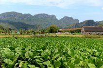 20160407_133940_tobacco_plantation_on_a_tobacco_farm_in_VINALES_Cuba