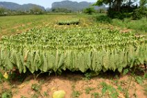 20160407_135027_tobacco_leaves_drying_on_a_tobacco_farm_in_VINALES_Cuba