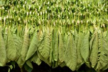 20160407_135033_tobacco_leaves_drying_on_a_tobacco_farm_in_VINALES_Cuba