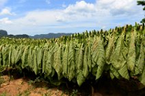 20160407_135052_tobacco_leaves_drying_on_a_tobacco_farm_in_VINALES_Cuba