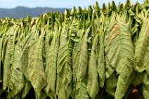 20160407_135102_tobacco_leaves_drying_on_a_tobacco_farm_in_VINALES_Cuba