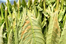 20160407_135109_tobacco_leaves_drying_on_a_tobacco_farm_in_VINALES_Cuba