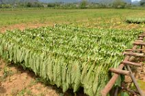 20160407_135125_tobacco_leaves_drying_on_a_tobacco_farm_in_VINALES_Cuba