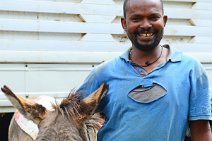 TRANSPORTATION DONKEY AND GUIDE - MERCATO - ADDIS ABABA - ETHIOPIA 02 TRANSPORTATION DONKEY AND GUIDE - MERCATO - ADDIS ABABA - ETHIOPIA 02