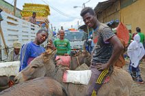 TRANSPORTATION DONKEY AND GUIDE - MERCATO - ADDIS ABABA - ETHIOPIA 05 TRANSPORTATION DONKEY AND GUIDE - MERCATO - ADDIS ABABA - ETHIOPIA 05