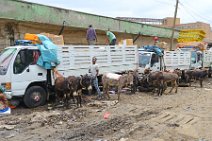 TRANSPORTATION DONKEYS - MERCATO - ADDIS ABABA - ETHIOPIA 01 TRANSPORTATION DONKEYS - MERCATO - ADDIS ABABA - ETHIOPIA 01