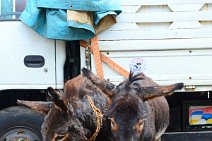 TRANSPORTATION DONKEYS - MERCATO - ADDIS ABABA - ETHIOPIA 03 TRANSPORTATION DONKEYS - MERCATO - ADDIS ABABA - ETHIOPIA 03