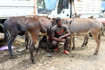 TRANSPORTATION DONKEYS - MERCATO - ADDIS ABABA - ETHIOPIA 05 TRANSPORTATION DONKEYS - MERCATO - ADDIS ABABA - ETHIOPIA 05