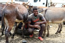 TRANSPORTATION DONKEYS - MERCATO - ADDIS ABABA - ETHIOPIA 06 TRANSPORTATION DONKEYS - MERCATO - ADDIS ABABA - ETHIOPIA 06