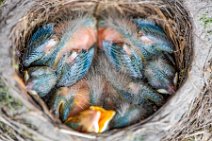 Blackbird chicks in the nest 01 Blackbird chicks in the nest 01.jpg