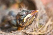 Blackbird chicks in the nest 06 Blackbird chicks in the nest 06.jpg