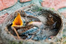 Blackbird chicks in the nest 11 Blackbird chicks in the nest 11.jpg