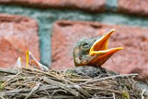 Blackbird chicks in the nest 15 Blackbird chicks in the nest 15.jpg